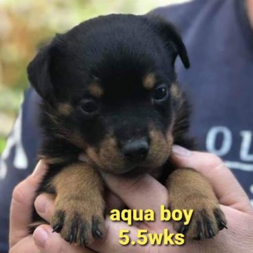 Breeding Working Rottweilers in Australia