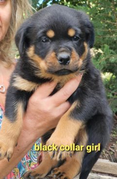 Breeding Working Rottweilers in Australia