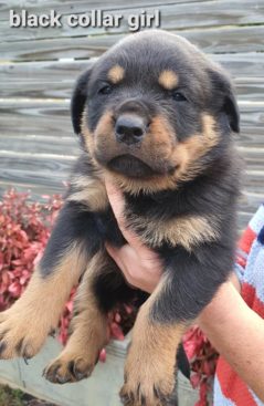 Breeding Working Rottweilers in Australia