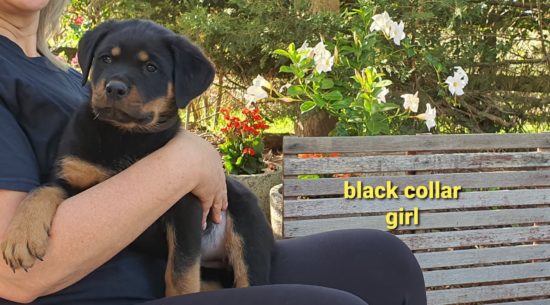 Breeding Working Rottweilers in Australia