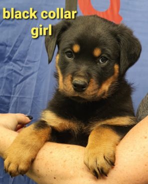 Breeding Working Rottweilers in Australia