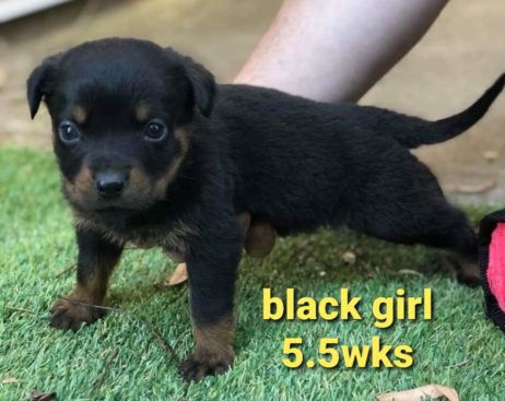 Breeding Working Rottweilers in Australia