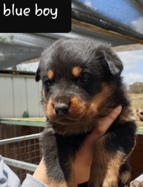 Breeding Working Rottweilers in Australia