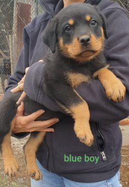 Breeding Working Rottweilers in Australia