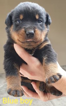 Breeding Working Rottweilers in Australia