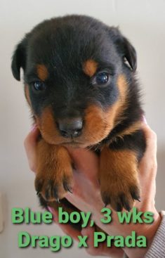 Breeding Working Rottweilers in Australia