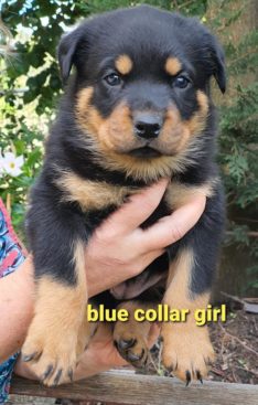 Breeding Working Rottweilers in Australia