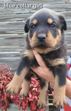 Breeding Working Rottweilers in Australia