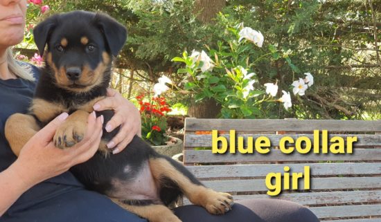 Breeding Working Rottweilers in Australia