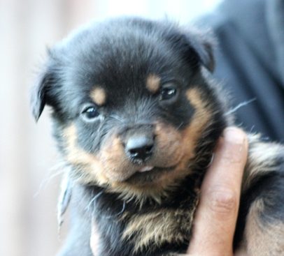 Breeding Working Rottweilers in Australia