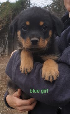 Breeding Working Rottweilers in Australia