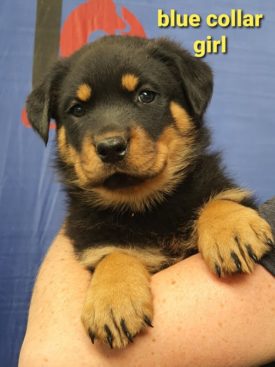 Breeding Working Rottweilers in Australia