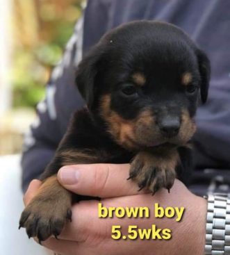 Breeding Working Rottweilers in Australia