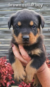 Breeding Working Rottweilers in Australia