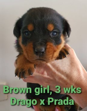 Breeding Working Rottweilers in Australia