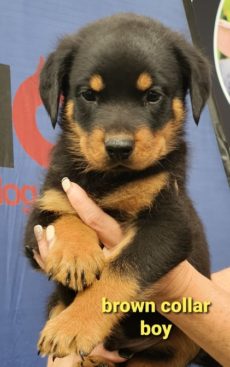 Breeding Working Rottweilers in Australia