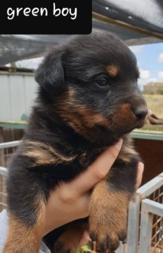 Breeding Working Rottweilers in Australia