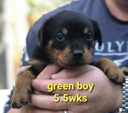 Breeding Working Rottweilers in Australia