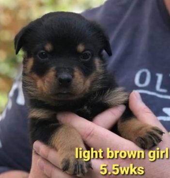 Breeding Working Rottweilers in Australia