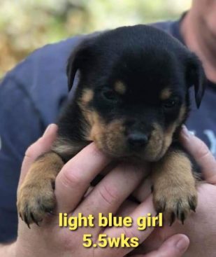 Breeding Working Rottweilers in Australia