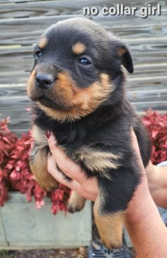 Breeding Working Rottweilers in Australia