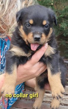 Breeding Working Rottweilers in Australia