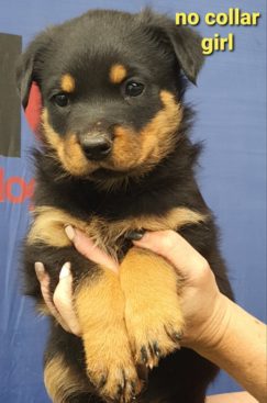 Breeding Working Rottweilers in Australia