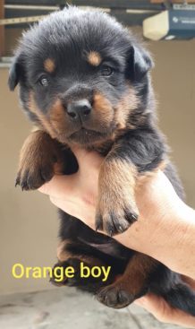 Breeding Working Rottweilers in Australia