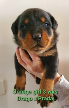 Breeding Working Rottweilers in Australia