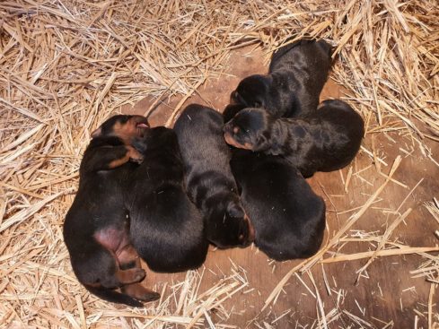 Breeding Working Rottweilers in Australia