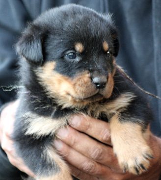 Breeding Working Rottweilers in Australia