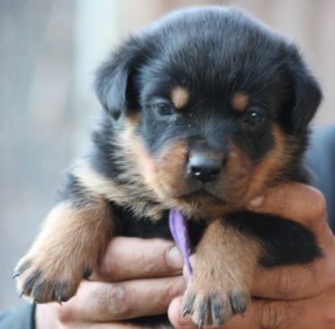 Breeding Working Rottweilers in Australia