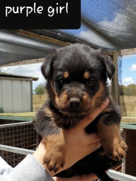 Breeding Working Rottweilers in Australia