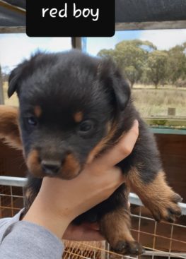 Breeding Working Rottweilers in Australia