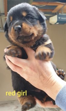 Breeding Working Rottweilers in Australia