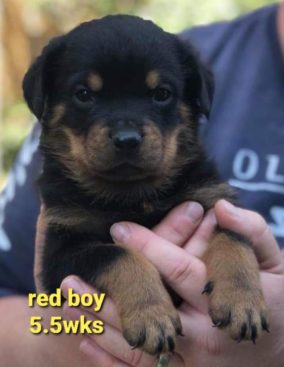 Breeding Working Rottweilers in Australia