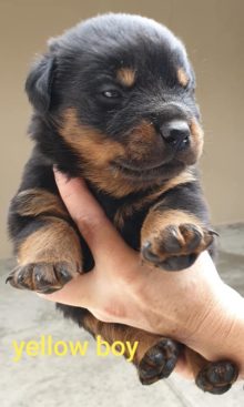 Breeding Working Rottweilers in Australia