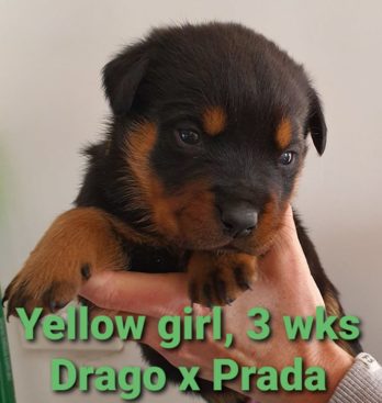 Breeding Working Rottweilers in Australia