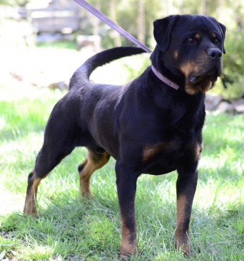 Breeding Working Rottweilers in Australia