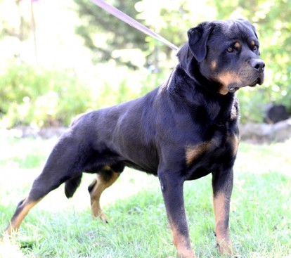 Breeding Working Rottweilers in Australia