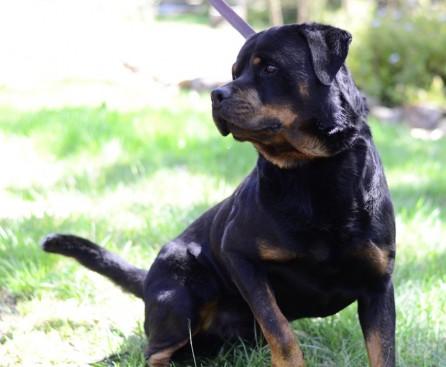 Breeding Working Rottweilers in Australia