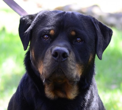 Breeding Working Rottweilers in Australia