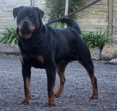 Breeding Working Rottweilers in Australia