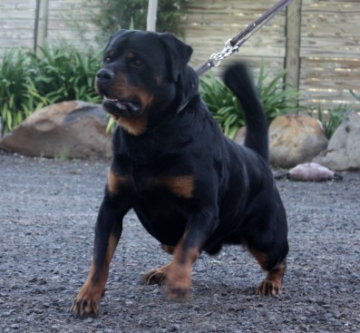 Breeding Working Rottweilers in Australia