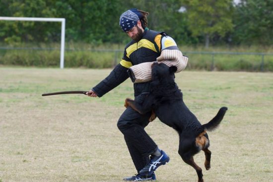 Breeding Working Rottweilers in Australia