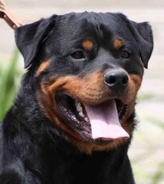 Breeding Working Rottweilers in Australia