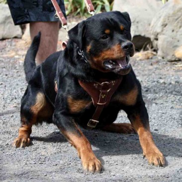 Breeding Working Rottweilers in Australia