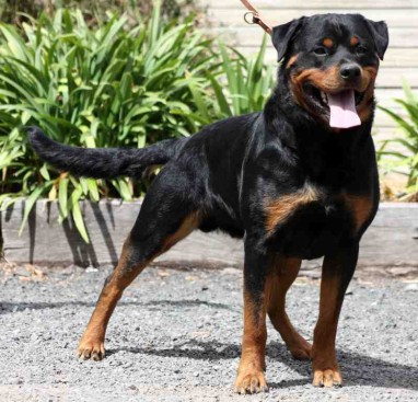 Breeding Working Rottweilers in Australia