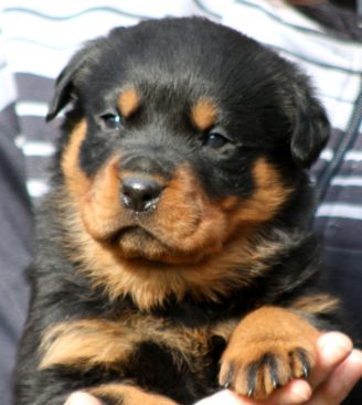 Breeding Working Rottweilers in Australia