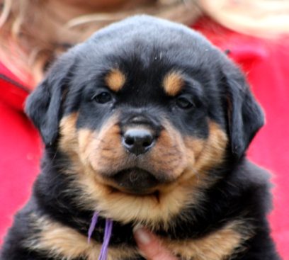 Breeding Working Rottweilers in Australia